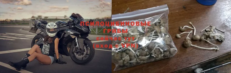 Псилоцибиновые грибы Magic Shrooms  где продают   Сертолово 